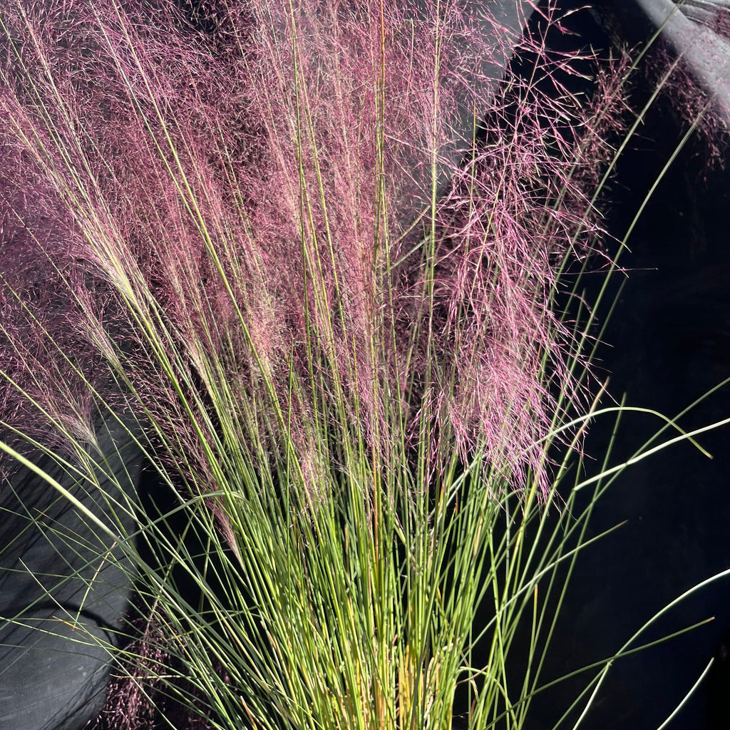 Pink Muhly Grass