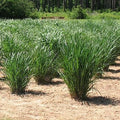 Thundercloud Switch Grass