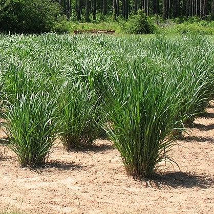 Thundercloud Switch Grass