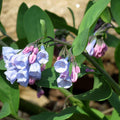 Virginia Bluebells
