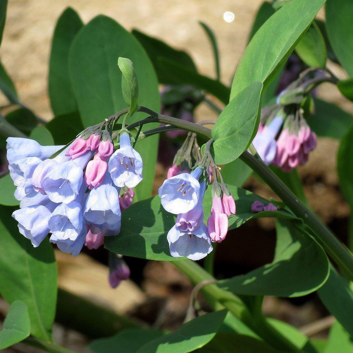 Virginia Bluebells