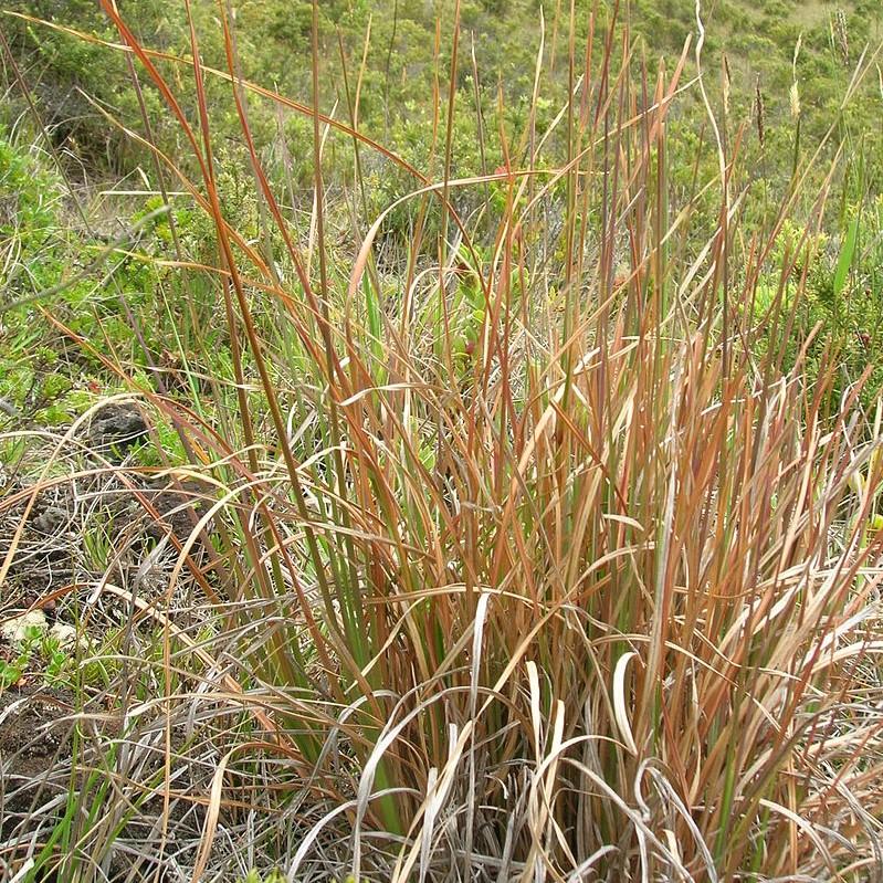 Broomsedge, Yellow Bluestem