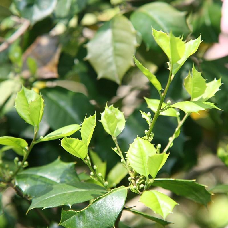 Satyr Hill American Holly