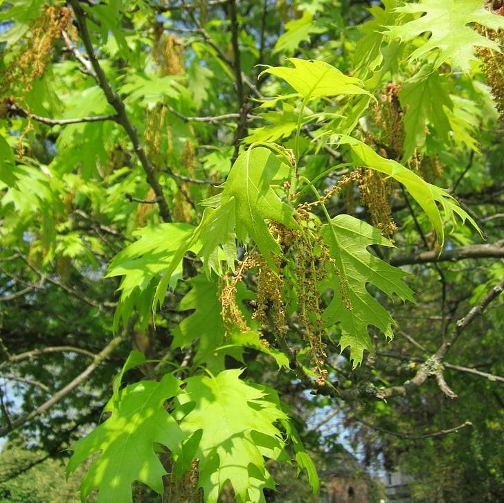 Scarlet Oak