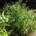 River Oats, Inland Sea Oats