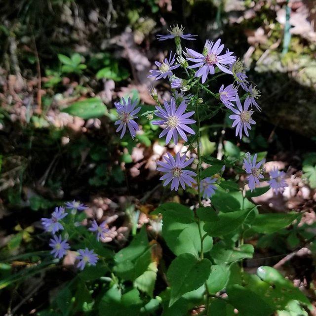Blue Wood Aster