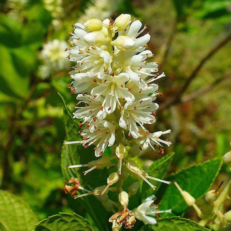 Summersweet, Sweet Pepperbush