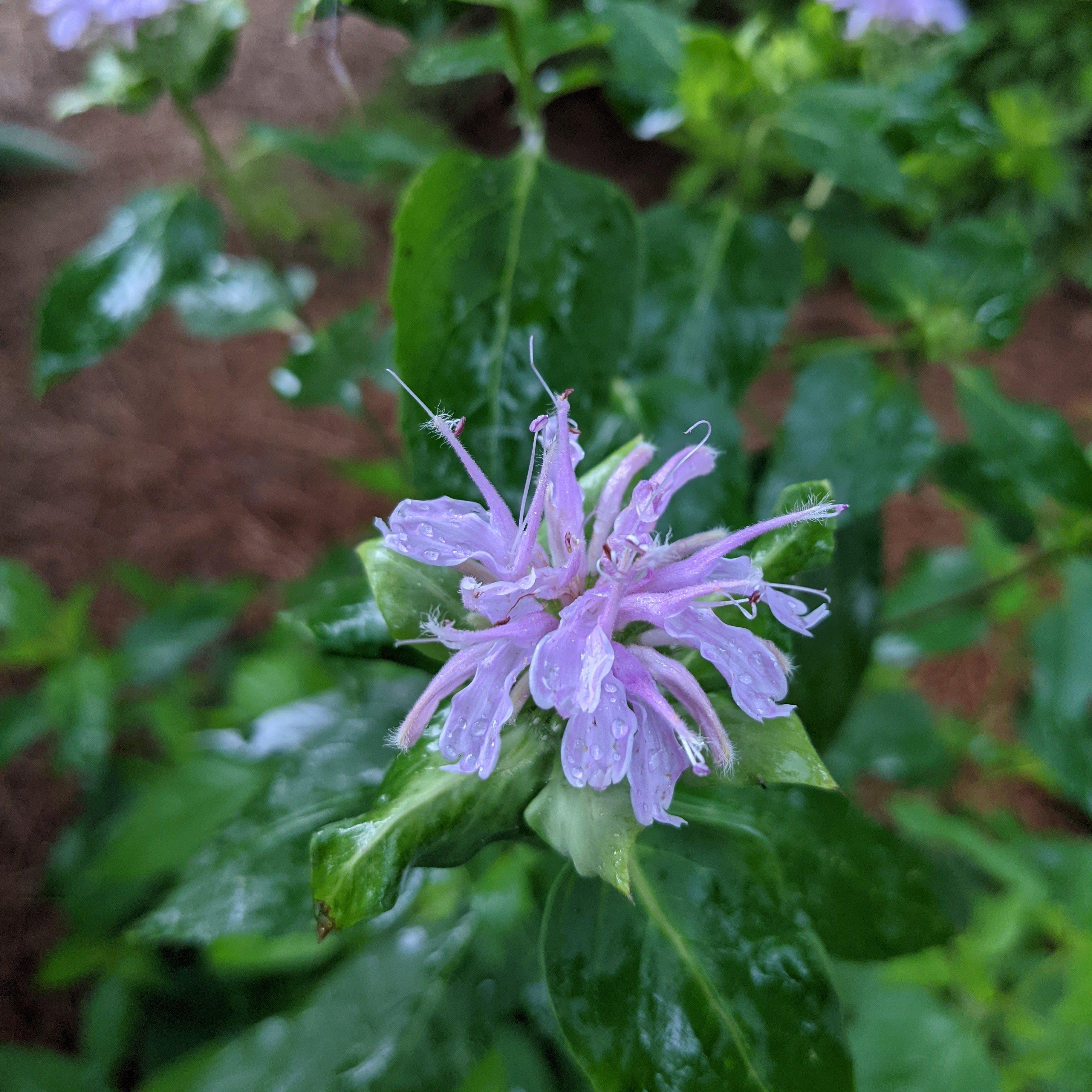 Wild Bergamot