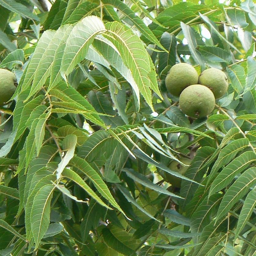 Black Walnut