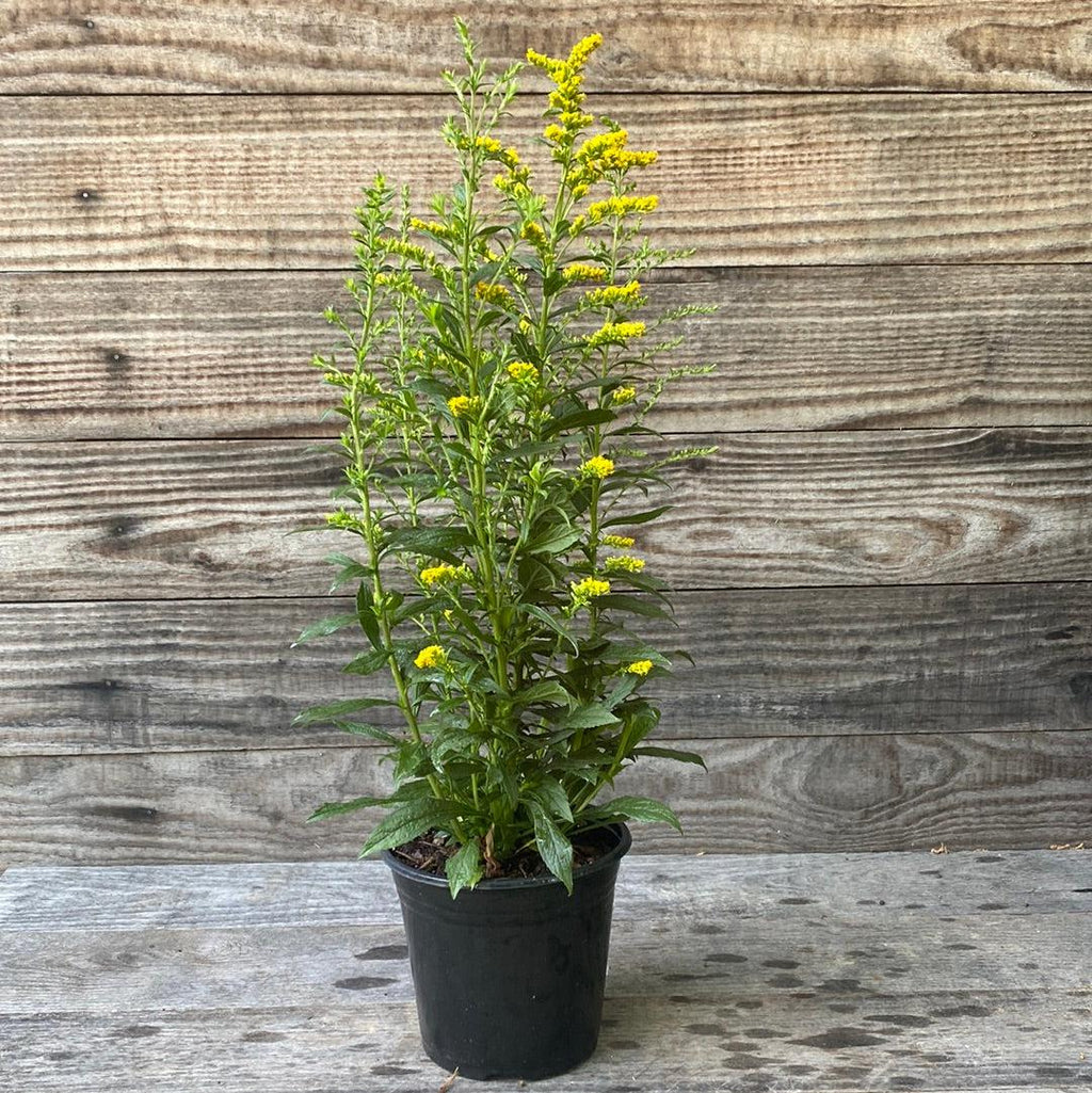 Fireworks Goldenrod