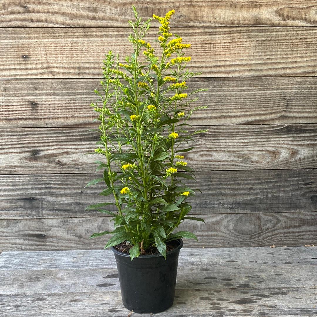 Fireworks Goldenrod