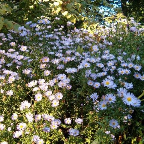 New York Aster