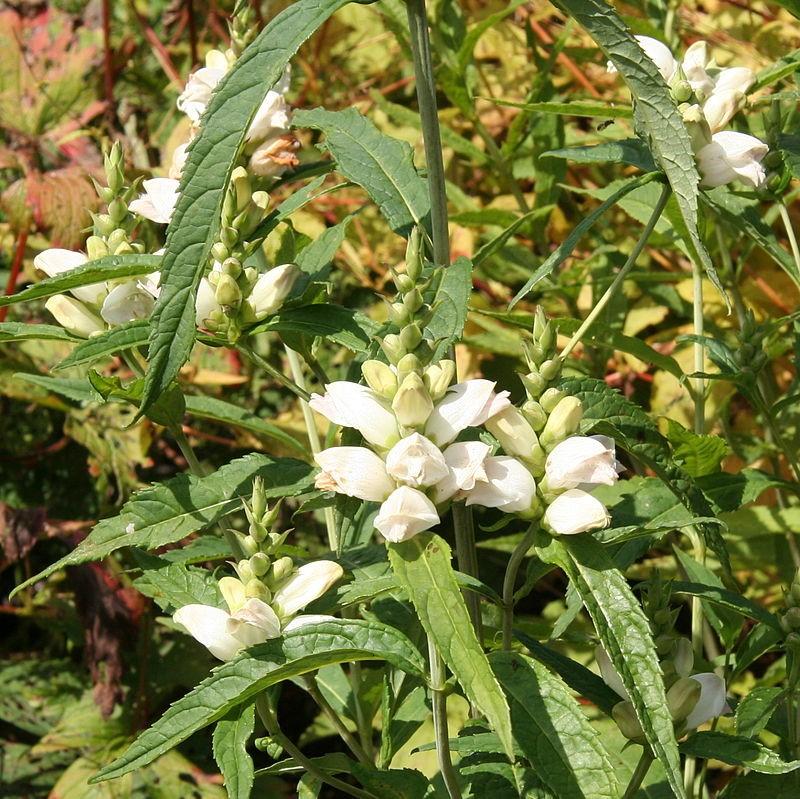 White Turtlehead